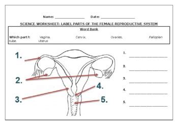 Head, finger, arm, face, foot, leg, body, hair, eye, ear, nose, knee, shoulder. Science worksheets: Label parts of the female reproductive system in 2020 | Science worksheets ...