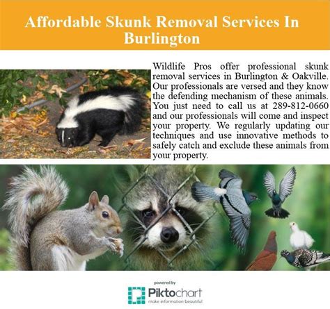 Wildlife Pros Offer Professional Skunk Removal Services In Burlington