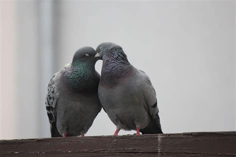 Cuddling Pigeons Cc0photo
