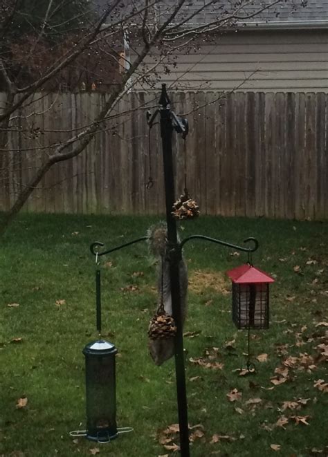 3m 720p quickie on afternoon. Quickie Nature Craft - For the Birds (and Squirrels ...