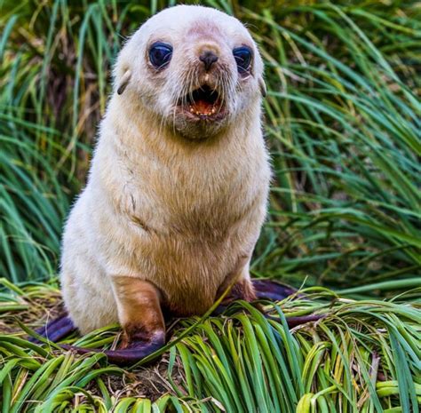 Newborn Antarctic Fur Seal Seal Pup Baby Seal Funny Animal Memes
