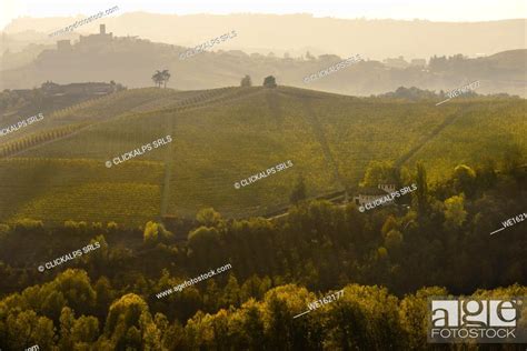 The Vineyards Of The Langhe In Autumn Italy Piedmont Cuneo District