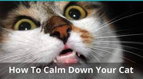 When Do Kittens Calm Down How To Calm Your Kitten Pet Care Stores