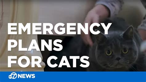 How To Keep Your Cat Safe In An Emergency Youtube