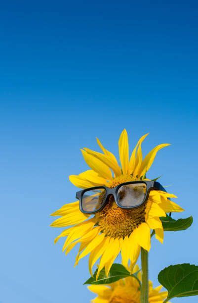 Sunflower Wearing Sunglasses In The Field And Blue Sky Background