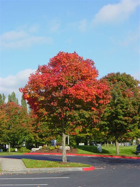 Acer Truncatum X Platanoides Warrenredfall Pacific Suns Wbla