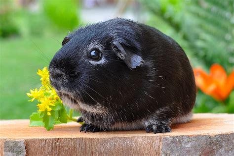 Guinea Pig Rodent Animal Smooth Free Photo On Pixabay