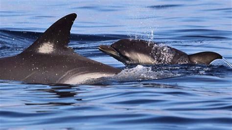 Dolphin Life Cycle Video In Depth Chronicle Picture Archive