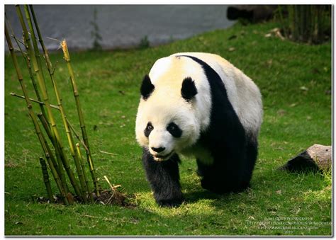 Oso Panda El Oso Panda O Panda Gigante Ailuropoda Melanol Flickr