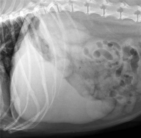 What Are The Signs Of A Dog With Enlarged Liver