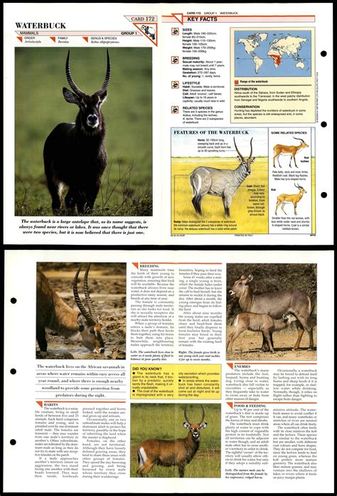 Waterbuck 172 Mammals Wildlife Fact File Fold Out Card
