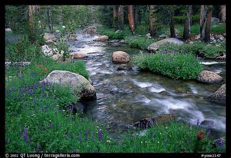 Picturephoto Stream And Wildflowers Tuolunme Meadows Yosemite