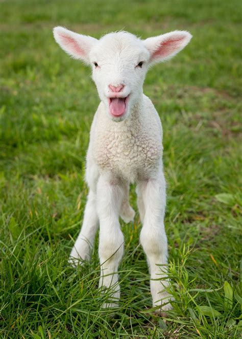 Wooldryerballscom Farm Animals Pictures Baby Farm Animals Cute Goats