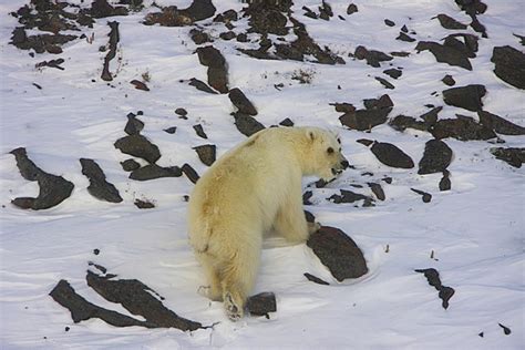 Grolars Grizzly And Polar Bear Hybrids Pictures And Video Strange Sounds