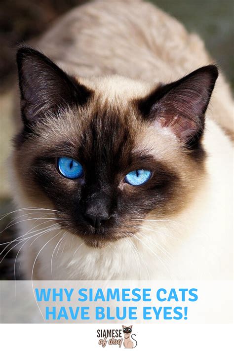 Whether your siamese cat is male or female, rest assured that you'll find the perfect name for your beautiful buddy in this comprehensive list. Siamese Kittens Blue Eyes
