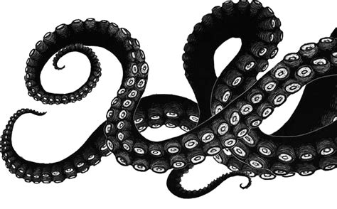 Bw Tentacles Drawing Pinterest Tentacle Octopus