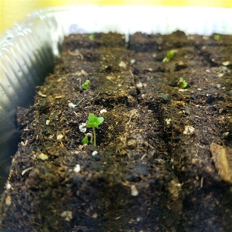 Emerging Seedlings In Soil Blocks The Beginners Garden