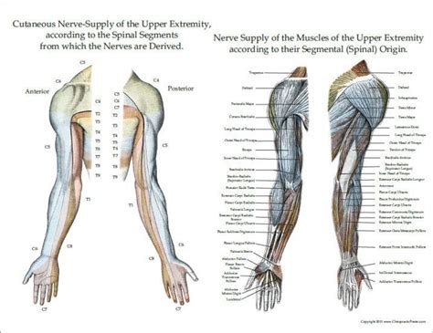 Nerve Supply Of The Upper Extremity Muscles And Skin Clinical Charts