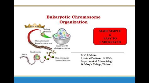Eukaryotic Chromosome Organisation Simple And Easy To Understand YouTube