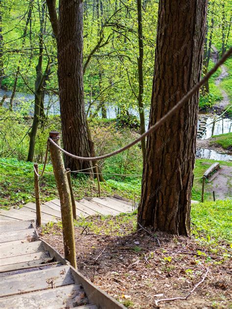 Escaleras De Camino De Madera En El Bosque Entre Los árboles Paseo Por