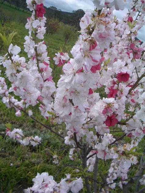 Dwarf Versicolour Flowering Peach Plantnet Australia