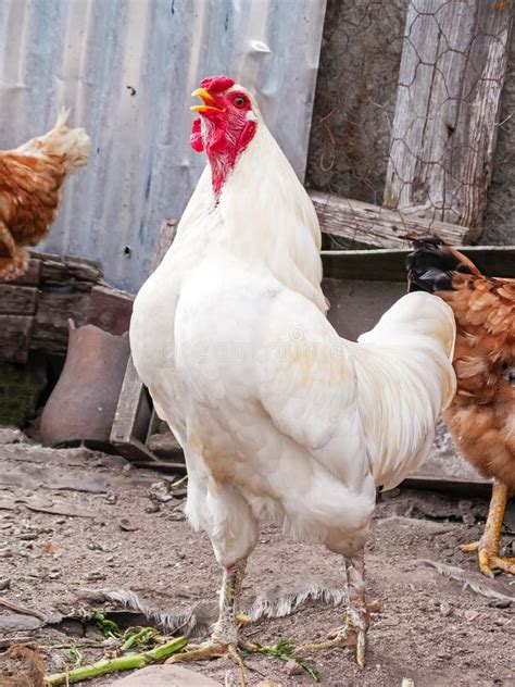 White Rooster Cock Chicken Or Hen Crowing Cackling Or Clucking Stock Image Image Of Capon