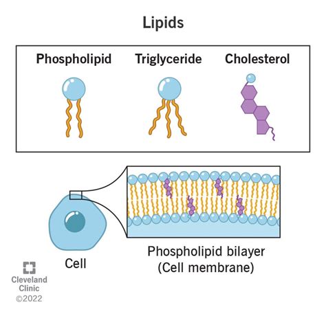 Lipids Definition Characteristics Structure Types Fun
