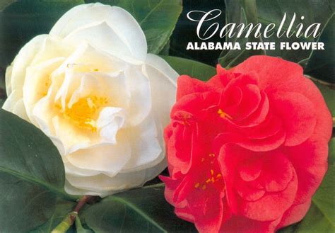 Alabama State Flower Picture Beautiful Flowers