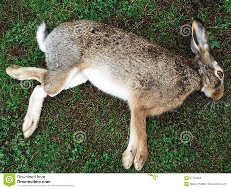 Photo Of Dead Rabbit Stock Image Image Of Opend Dead 97415253