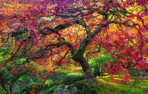Wallpaper Autumn Tree Giant Maple Images For Desktop Section
