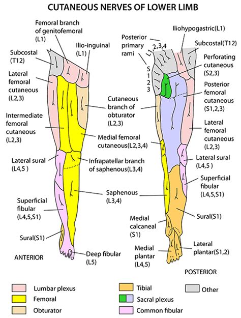 Cutaneous Innervation Lower Limb Lower Limb Nerve Anatomy Anatomy