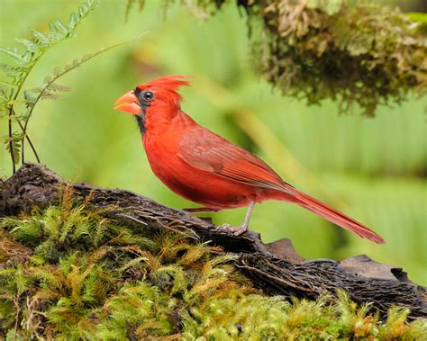 Young Cardinal Shutterbug