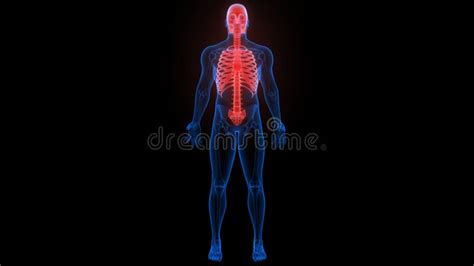 Esqueleto Axial Del Sistema Esqueleto Humano Anatomía Xray 3d