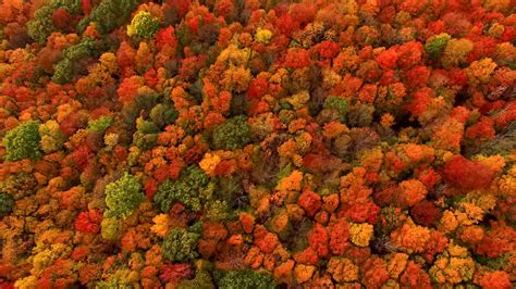 Fall Foliage The New York Times