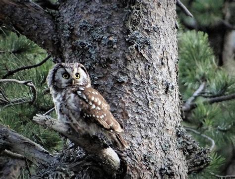 Where Do Owls Live Owl Habitats And Distribution