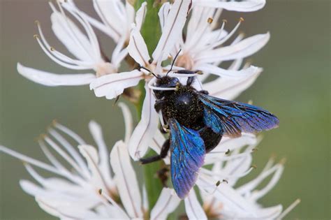 Violet Carpenter Bee Uk 2020 Picture Of Carpenter