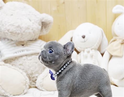 Faboo Blue Mini French Bulldog - MICROTEACUPS