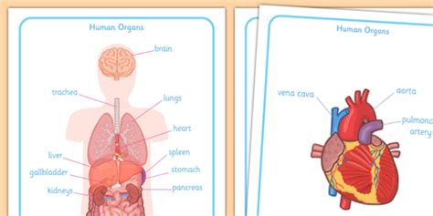 Do you know the functions of any of the other organs in the diagram? Human Body Organs Display Posters - human body organs display