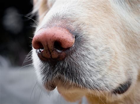 Understanding And Managing A Senior Dogs Dripping Runny Nose
