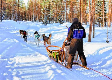 Man In Husky Dogs Sled In Rovaniemi In Finland Lapland Editorial Photo