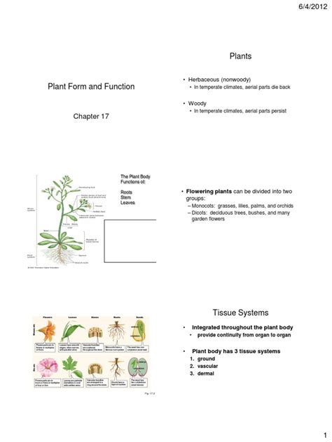 Biol 100 Plant Form And Function Pdf Plant Stem Tissue Biology