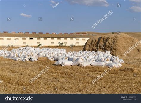 They Bagged Hay Livestock Farms Wheat Stock Photo 1178682877 Shutterstock