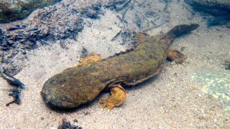 Hellbender Salamander Facts Giant Salamanders Species