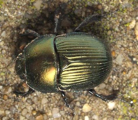 Metallic Green Beetle Geotrupes Splendidus Bugguidenet
