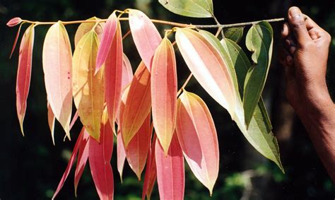 Polynesian Produce Stand Ceylon Cinnamon Spice Tree Cinnamomum