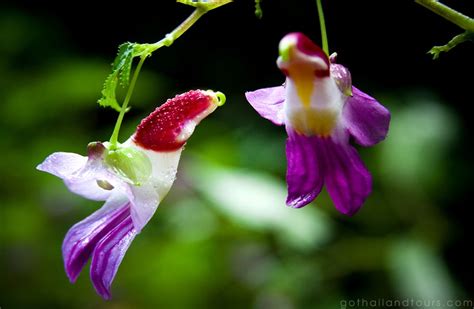 Look Like Birds Its An Orchid Farm In Chiang Mai