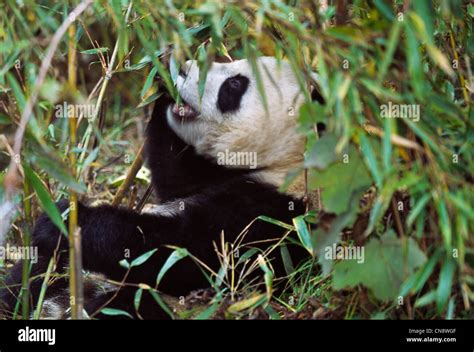 Giant Panda Cub Eating Bamboo In The Bush Wolong Sichuan China Stock