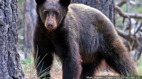 Death Of Rabid Black Bear Is First For North Carolina