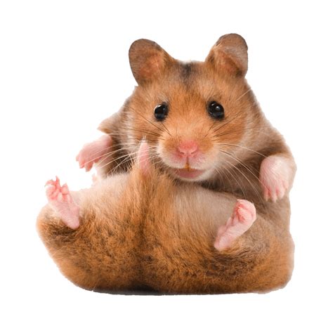 Hamster Png Images Transparent Hd Photo Clipart In 2022 Hamster
