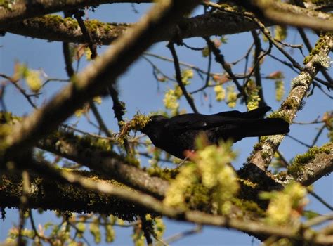 Everything You Want To Know About Crow Nests